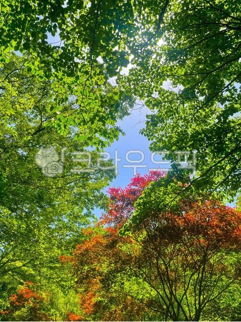 sky,nature,colorfully,tree