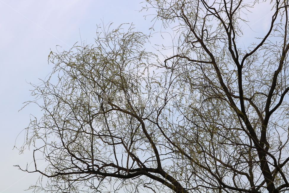 수양버들,나무,식물,버드나무,수양버드나무,낙엽수,활엽수,봄,새싹,가지,나뭇가지,자연,하늘