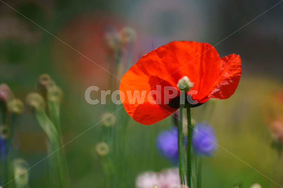 꽃,양귀비,양귀비꽃,자연,식물,flower,poppyblossom,plants,보케,식물,자연,plants,nature,꽃,flower