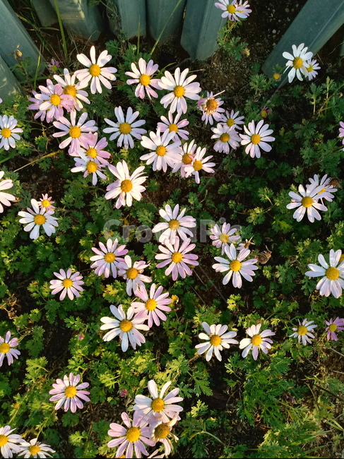 plant,flower,식물,꽃,blossom,구절초,국화과,식물,자연,plants,nature,꽃,flower