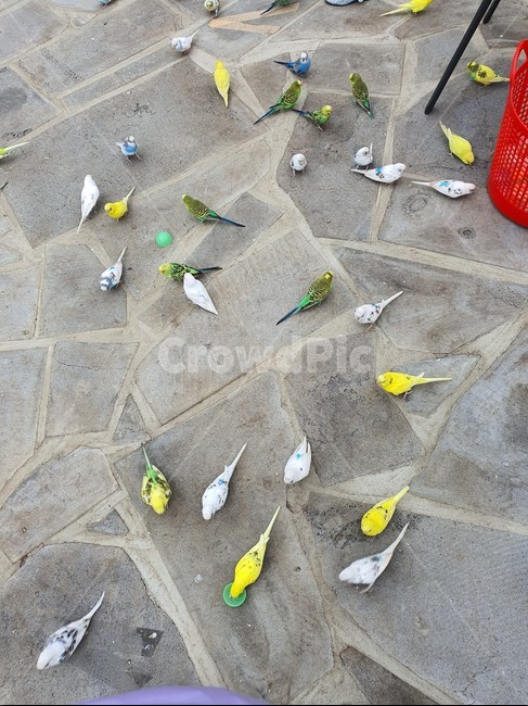 flagstone,판석,새,앵무새,새들,bird,parrot,animal,동물