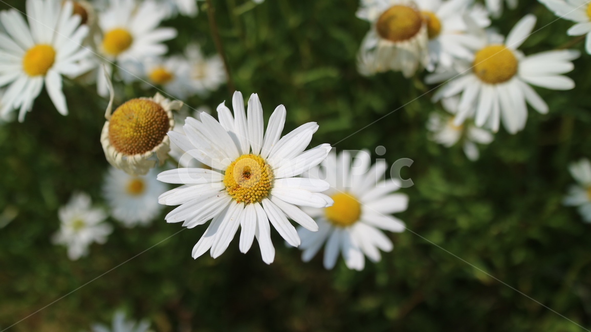 plant,식물,흰색꽃,데이지,blossom,꽃,daisy,daisies,flower,관상용,흰색,야외,배경