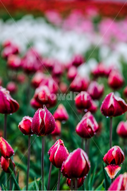 꽃,튤립,감성,감성사진,꽃사진,봄,계절,spring,season,식물,자연,plants,nature,꽃,flower,plant,blossom