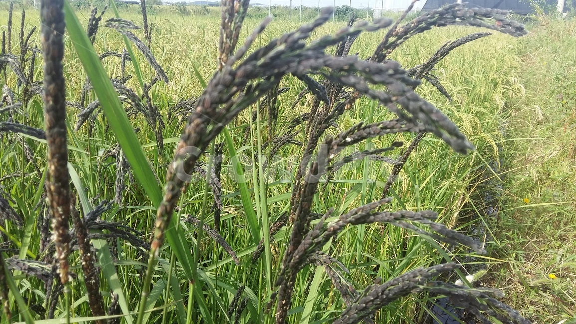 논,논풍경,벼,들판,논농사,곡류,곡식,cereals,산업,industry,industrial,농업,농사,agriculture,farming,farming industry