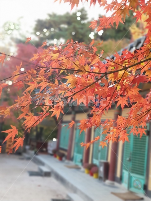 leaf,잎,plant,식물,tree,나무,maple,단풍,절,가을