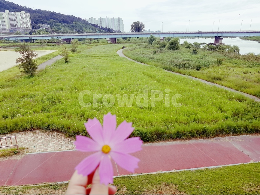 코스모스,도시,아파트,공원,녹색,초록색,자연,하늘,구름,꽃,도시,풍경,city,landscape,식물,자연,plants,nature,꽃,flower,plant,grass,잔디