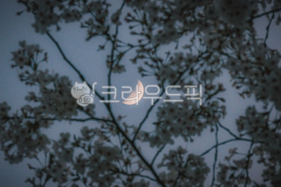Half moon,moon,evening sky,spring night,flower silhouette,cherry blossoms,dreamy atmosphere,halfmoon,moon,moonlight,eveningsky,springnight,poetic