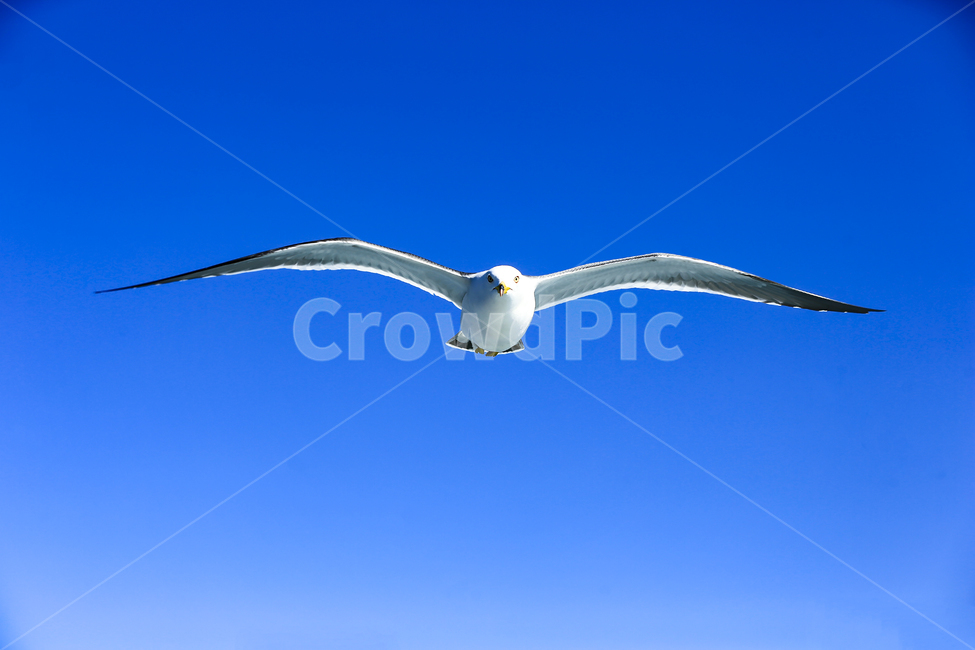 갈매기,조류,새,동물,날개,사냥,하늘,부리,bird,mewgull,commongull,부산갈매기,괭이갈매기,동물,animal,조류,새,birds