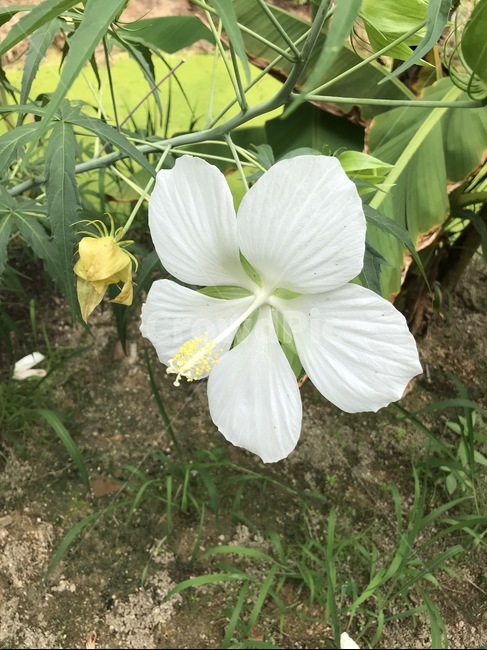 plant,식물,blossom,꽃,geranium,flower,제라늄,자연,nature