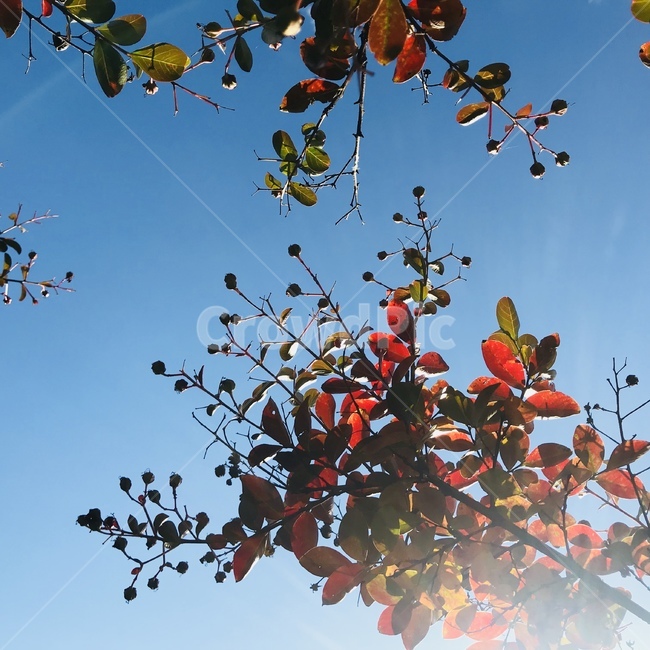 청명,가을,햇살,단풍,잎,단풍잎,광합성,새파란,파란,빨간,초록,빨강