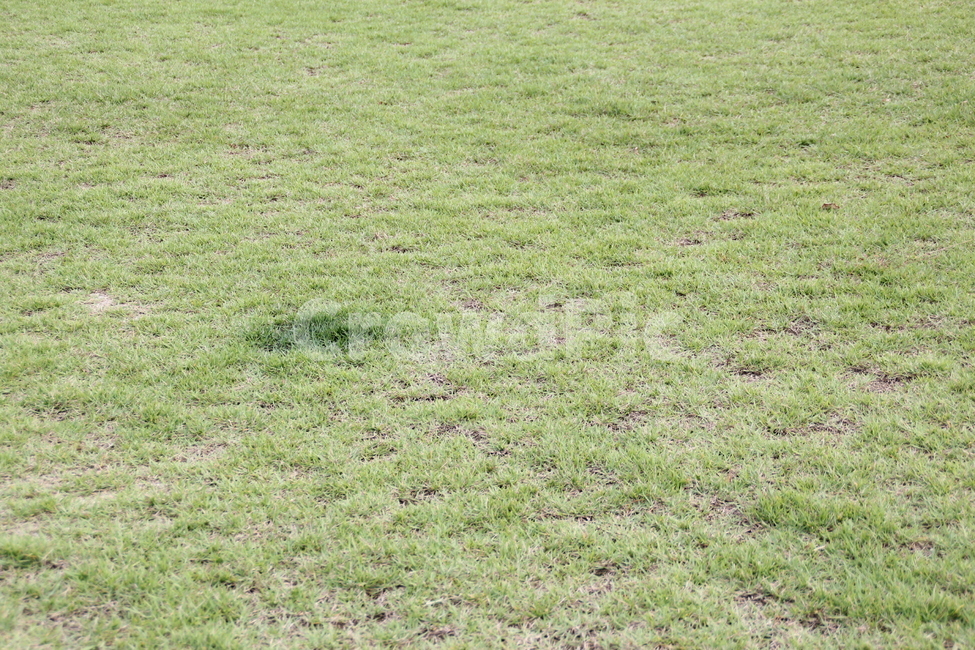 plant,식물,grass,lawn,잔디,풀,자연,풀밭,배경,잔디밭,초록,녹색,연두,풍경,배경화면