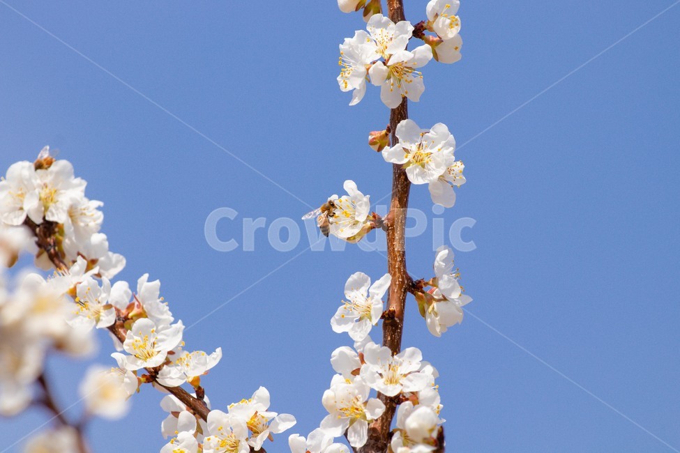 plant,식물,blossom,꽃,flower