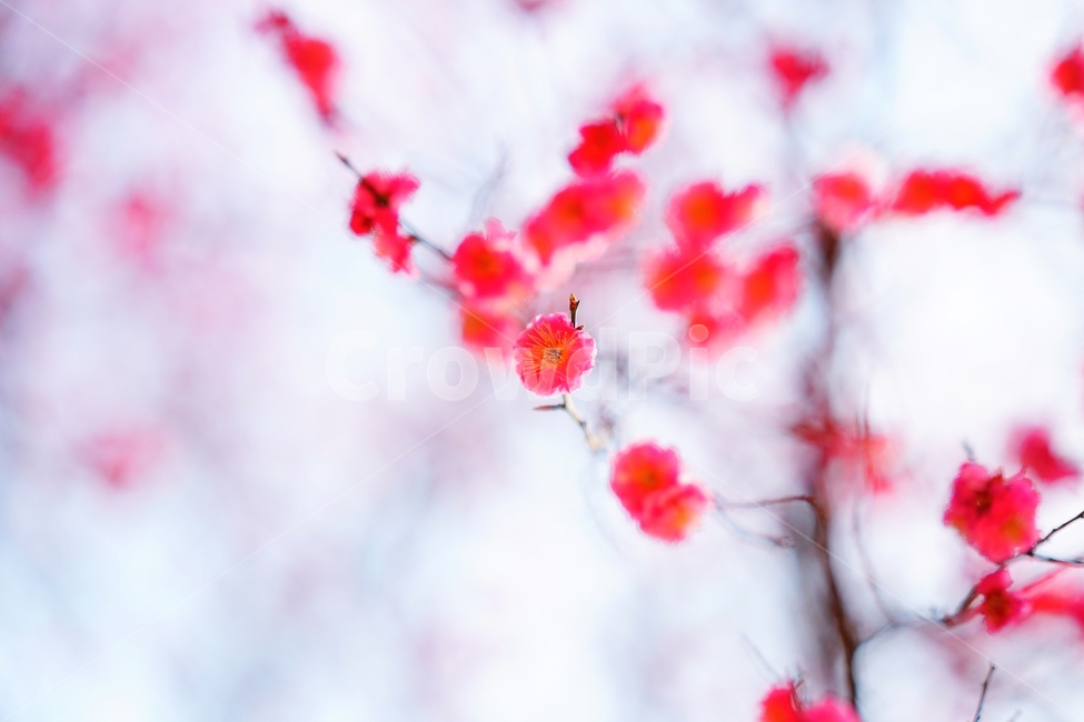 apricotflower,매화꽃,홍매화,plant,식물