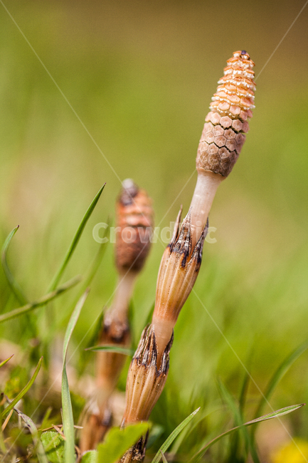 쇠뜨기,야생화,풀,식물,봄,grass