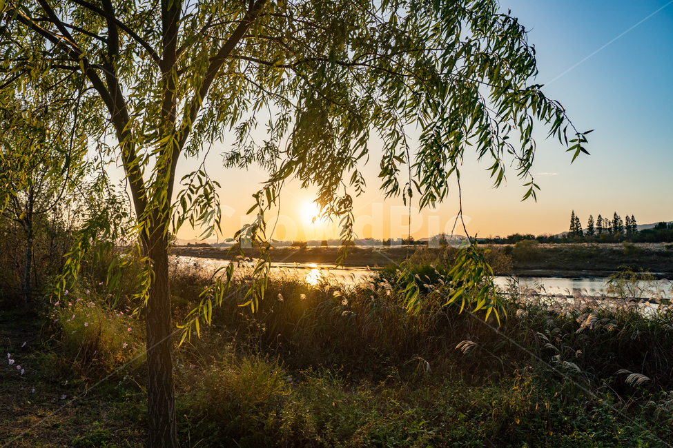 억새,flamegrass,silvergrass,일몰,sunset,sundown,식물,빛,light,nature,자연,자연,풍경,nature,landscape,식물,plants