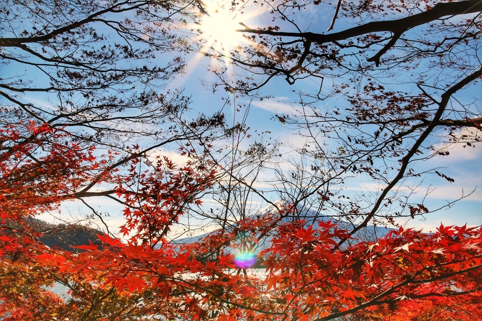 후지산,일본,단풍,가을,낙옆,가을,계절,fall,autumn,season,leaf,잎,plant,식물,tree,나무,maple