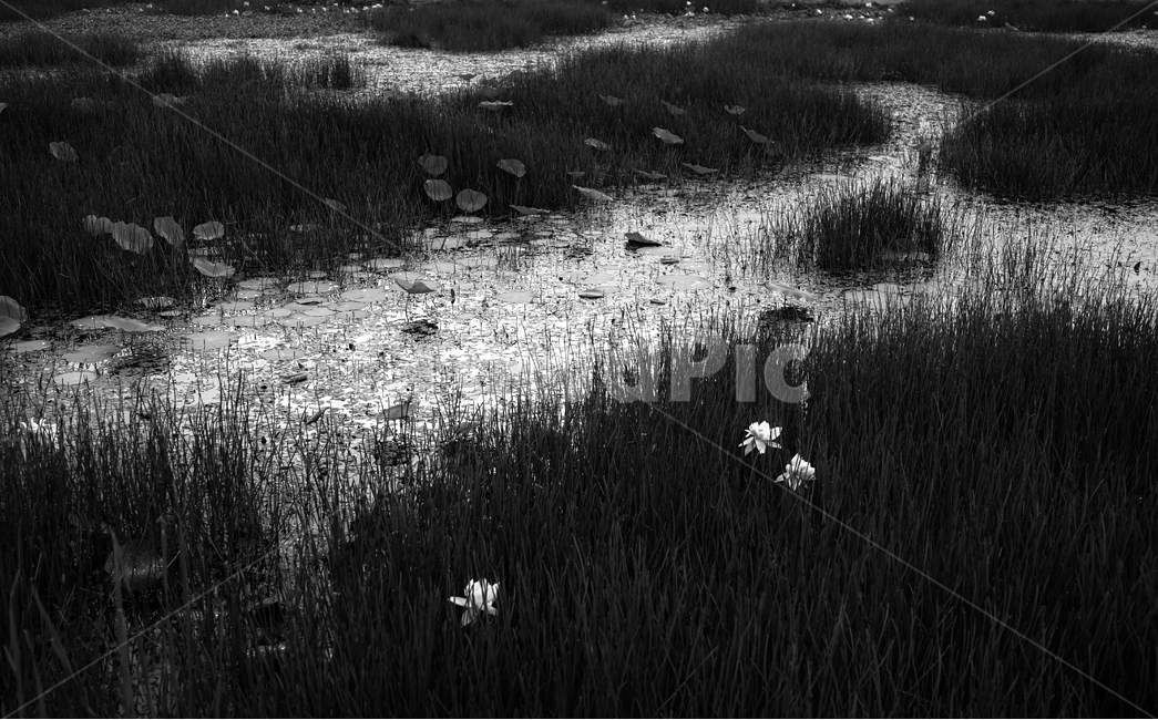 연,연꽃,연밭,수생식물,식물,자연,자연,풍경,nature,landscape,흑백,모노톤,monochrome,black and white