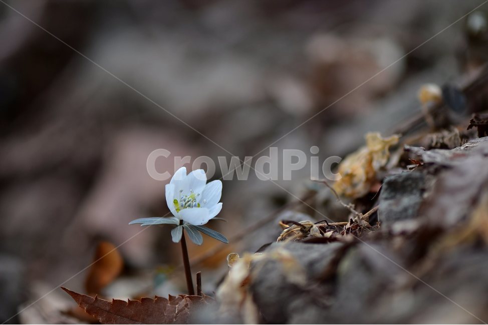 변산바람꽃,2018년,2월,야생화,꽃,생태,식물,자연,들꽃,산꽃,봄,감성,힐링,플라워,계절,시즌,wild,Flower,plants,nature,spring,season,배경,나무,목본,풀,초본,미나리아재비과,너도바람꽃속,flower,생태사진,봄꽃,거제도,봄,계절,spring,season,식물,자연,plants,nature,꽃,flower,blossom,anemone,아네모네,plant
