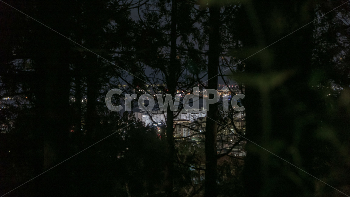 nature,자연,outdoors,옥외,tree,식물,plant,나무,도시의빛,citylight,light,자연,풍경,nature,landscape