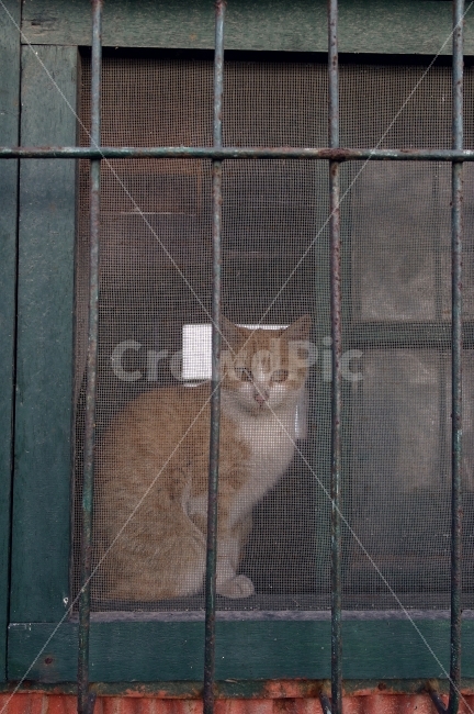 고양이,창틀,새끼고양이,반려동물,야옹이,동물,반려묘,눈맞춤,시선,동물,animal,포유류,mammal,고양이,cat,kitten,kitty