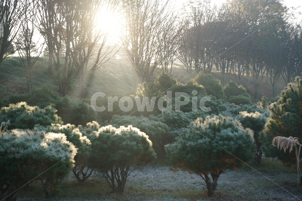 소나무,아침햇살,pinetree,morningsun,nature,자연,weather,날씨