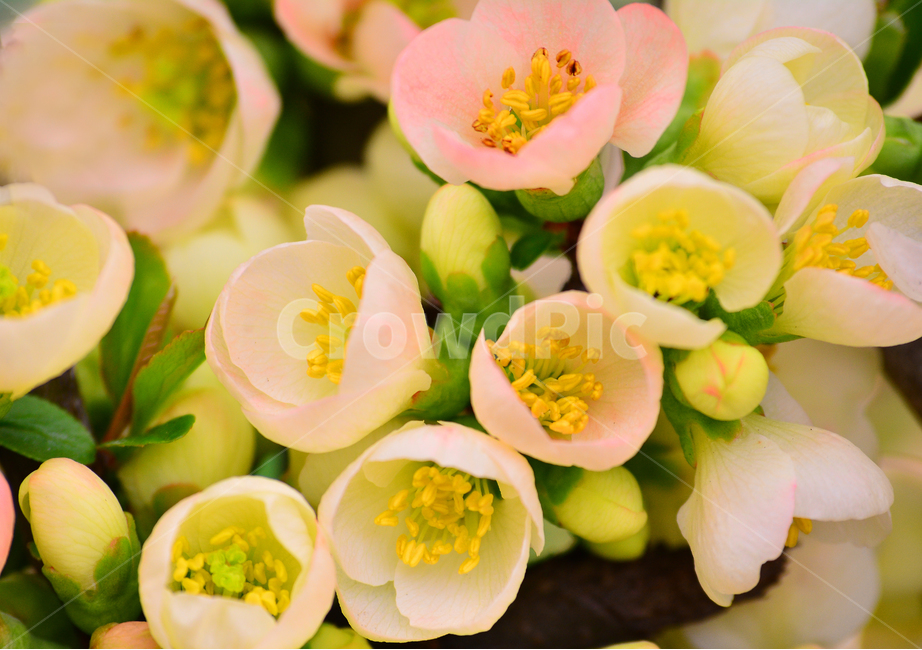 봄꽃,봄이미지,감성,아름다운,꽃,꽃소식,flowers,beautiful,화려한,화사한,정원,가든,앞마당,plants,spring,pretty,예쁜,garden,feeling,emotion,sensible,명자나무,분홍색,핑크색,우아한,뷰티풀,봄,계절,spring,season,식물,자연,plants,nature,꽃,flower,감성,sensible,feeling,색깔,색상,색채,색감,color sense,color sensitivity,feeling of color,plant