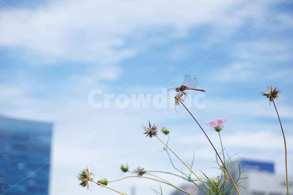 잠자리,고추잠자리,가을,곤충,하늘,꽃,하늘색,dragonfly,동물,insect,animal,faa,autumn,sky,flower,grass,맑음,밝은,clear,bright,coloroffeeling,식물,자연,plants,nature,동물,animal,곤충,벌레,insect,bug