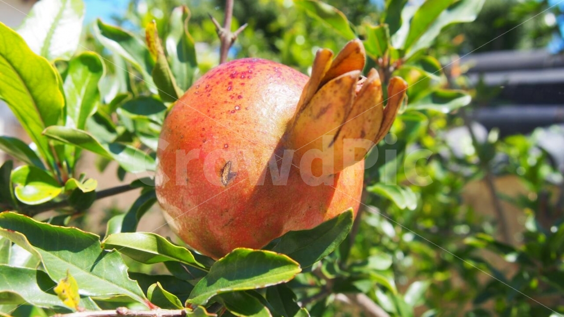 석류,나무,열매,탐스럽다,미녀,음식,식재료,요리,food,cook,meal,dishes,food reserves,과일,열매,fruit