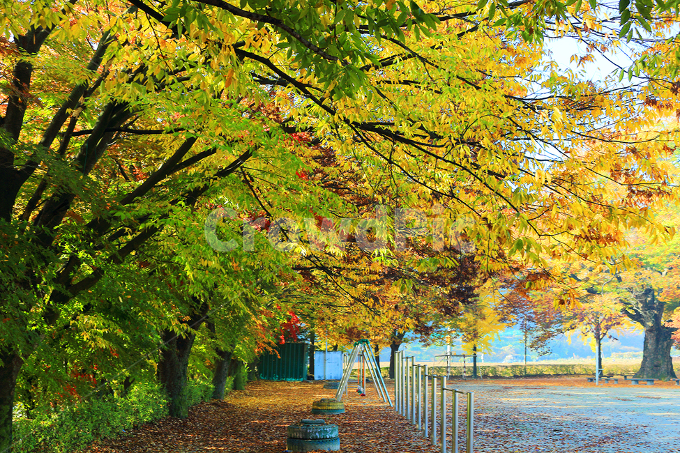 tree,나무,plant,식물,maple,단풍,낙엽,가을,fall,autumn,yellow,운동장,가을,계절,fall,autumn,season