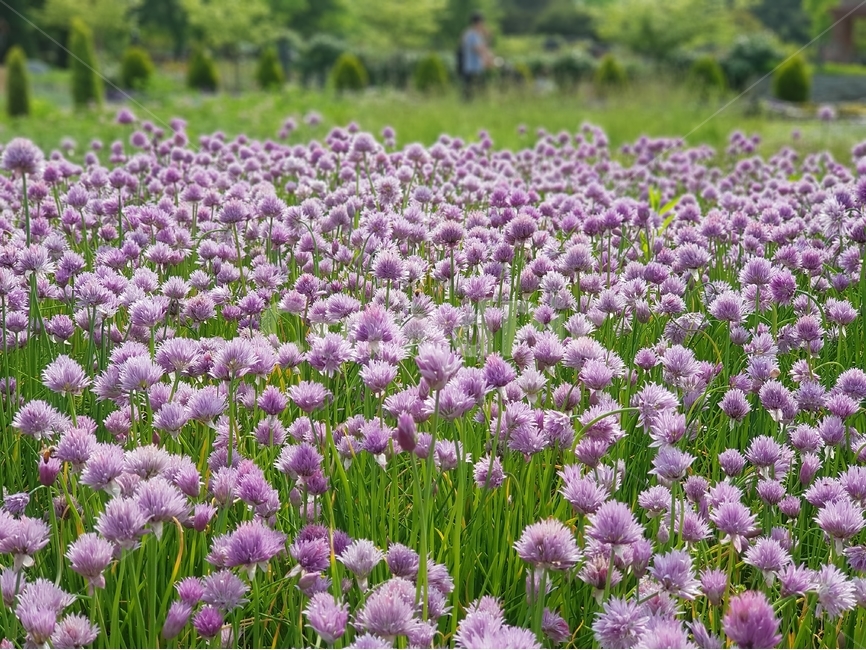 꽃,식물,flower,자연,야생화,식물,자연,plants,nature,꽃,flower