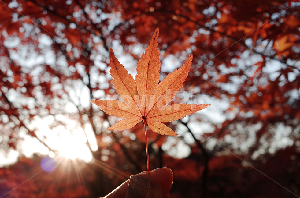 단풍,빨강,가을,단풍잎,역광,풍경,감성,가을,계절,fall,autumn,season,식물,자연,plants,nature,leaf,잎,plant,tree,나무,maple