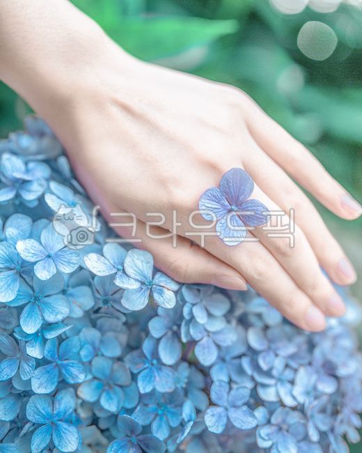 수국,꽃,식물,자연,hydrangea,flower,plant,blossom,nature,plants,blue,여름꽃,summer,꽃,flower,감성,sensible,feeling