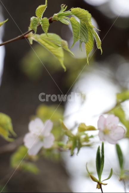 벗꽃,봄,새순,연두,둘레길,봄,계절,spring,season,식물,자연,plants,nature,꽃,flower,plant