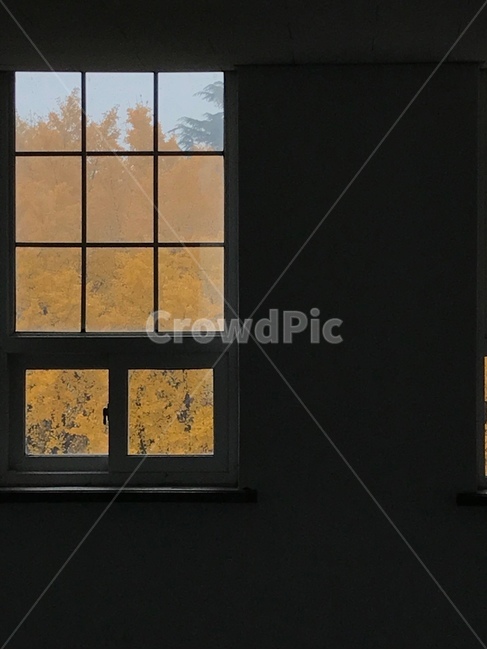 가을,창문,감성,낙엽,은행나무,단풍,가을,계절,fall,autumn,season,window