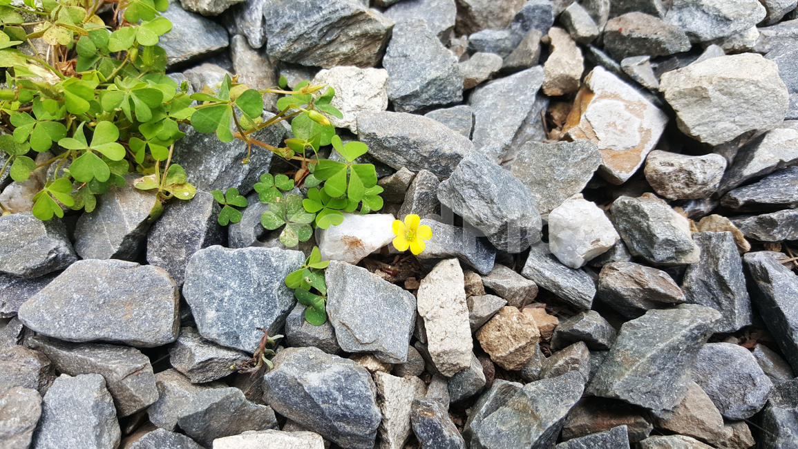 돌,자갈,들꽃,야생초,크로바,노란꽃,stone,gravel,wildflower,crawbar,yelloflower