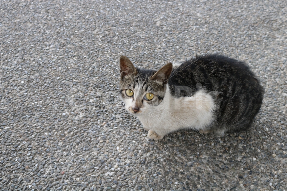 길고양이,고양이,동물,cat,길냥이,동물,animal,포유류,mammal,고양이,cat,kitten,kitty