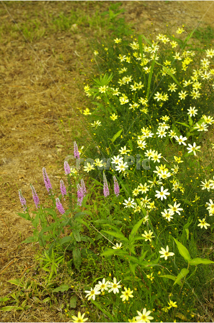 꽃,식물,flower,color,nature,자연,식물원,꽃밭,식물,자연,plants,nature,꽃,flower