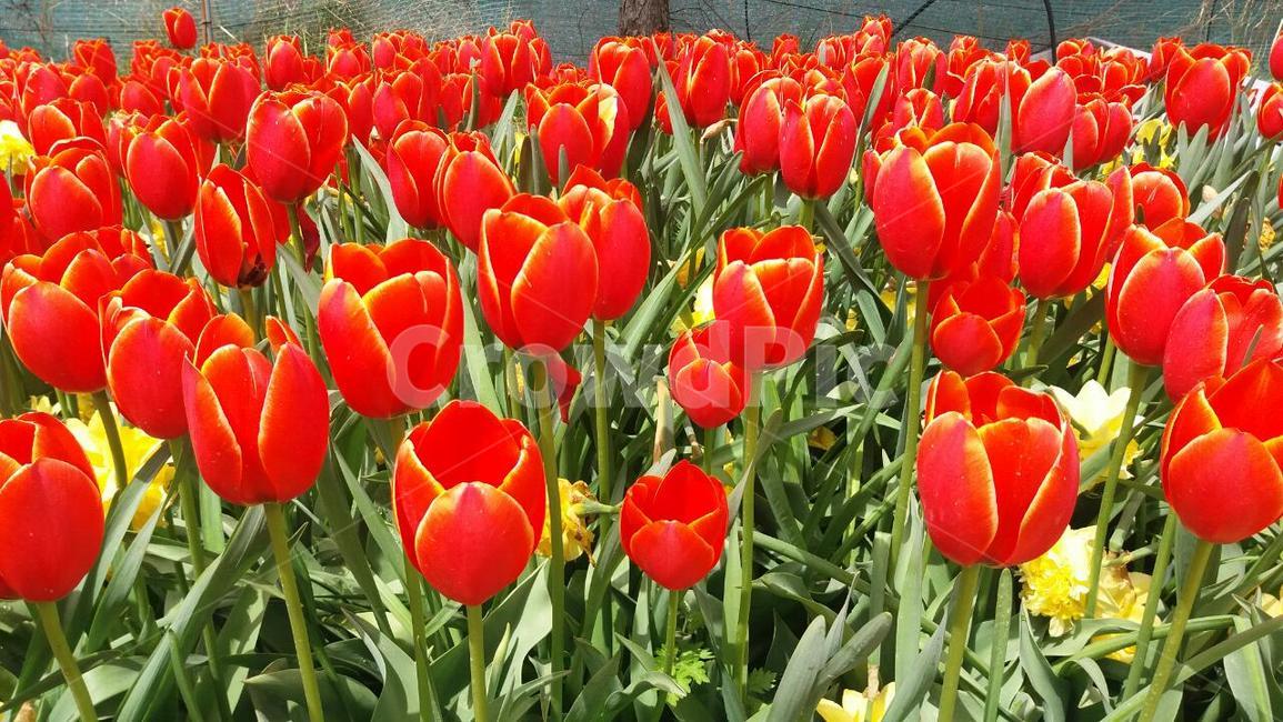 plant,식물,flower,꽃,튤립