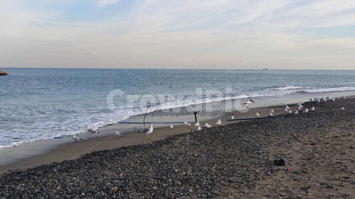 Tomb of King Munmu,seagull,beach,winter sea,Gyeongju,sea