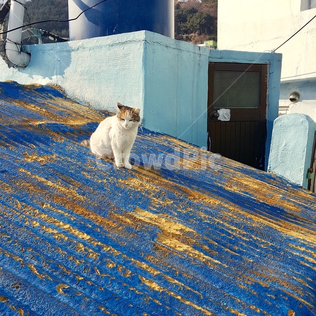 고양이,동물,지붕,파랑,animal,cat,blue,roof,색감