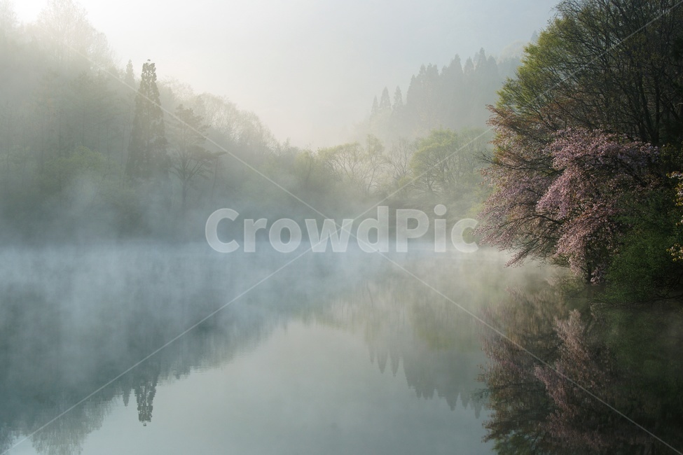 안개,nature,자연,저수지,봄,자연,풍경,nature,landscape