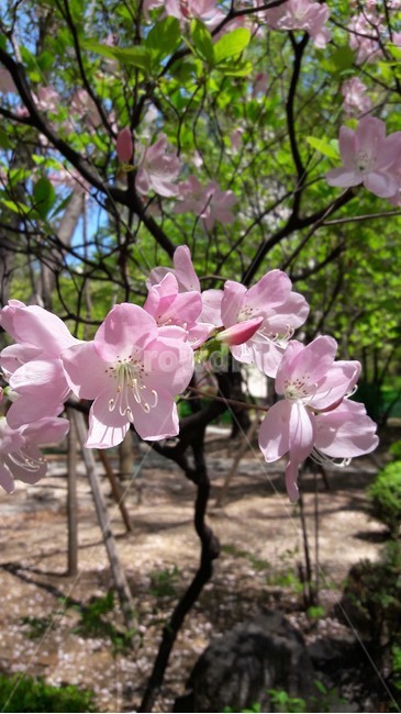 산철쭉,봄꽃,참철쭉,산,봄나무새싹