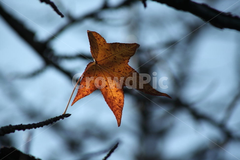 단풍,미국풍나무,가을,liquidambarstyraciflua,sweetgum,가을,계절,fall,autumn,season,식물,자연,plants,nature,leaf,잎,plant,tree,나무,maple