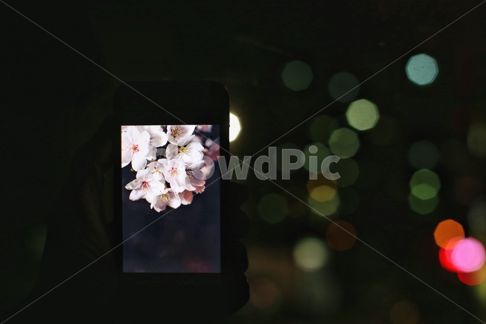 보케,벚꽃,겨울,핸드폰,그리움,감성,봄,계절,spring,season,야경,밤,풍경,nightscape,night,landscape,식물,자연,plants,nature,꽃,flower,사진작가,포토그래퍼,photographer,정보통신기술,전자기기,전자제품,it,information,technology,electronic equipment,사물,물건,오브젝트,thing,object,matter,plant