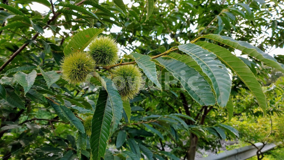 밤나무,밤송이,chestnut,chestnutbur,nature,tree,green,summur