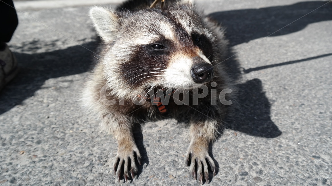 너구리,털,동물,발,racoon,동물,animal,포유류,mammal