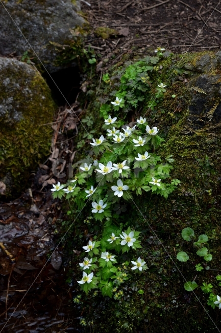 모데미풀,봄,야생화,꽃,청태산,강원도,봄꽃,고산야생화,감성,wildflower,산꽃,봄야생화,계곡,이끼,꽃말,슬픈추억,아쉬움,MegaleranthissaniculifoliaOhwi,금매화아재비,운봉금매화,식물,자연,식생,생태,식물,자연,plants,nature,꽃,flower