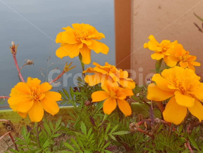 꽃,노란꽃,자연,풍경,길,한국,korea,flower,yellowflower,nature,scenery,road,식물,자연,plants,nature,꽃,flower