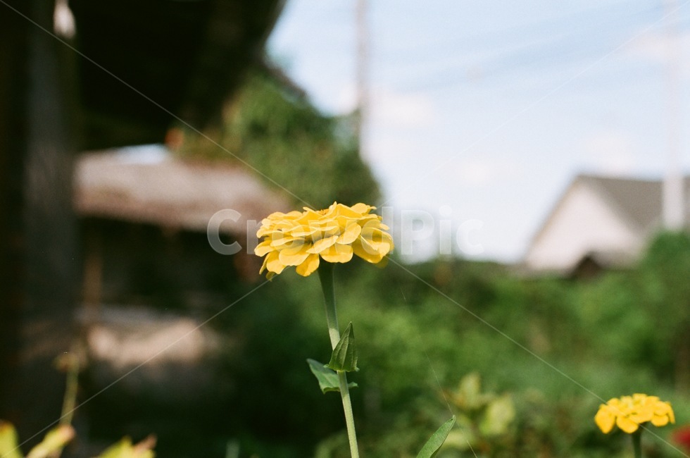 필름,필름카메라,감성,꽃,감수성,식물,자연,plants,nature,꽃,flower