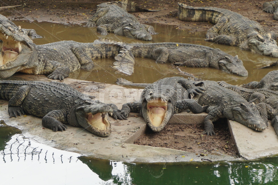 동물,악어,태국,파충류,사나운,동물,animal,파충류,양서류,reptile,amphibian